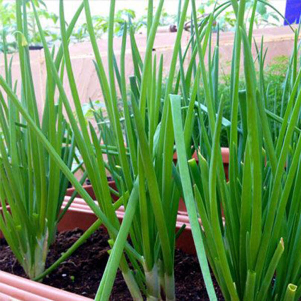 SPRING ONION SEEDS 5G - Image 2