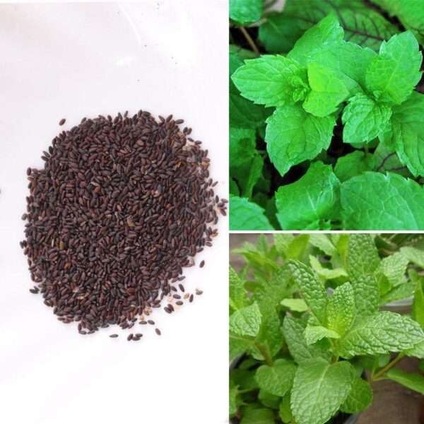 MINT MENTA SEEDS 5G - Image 2