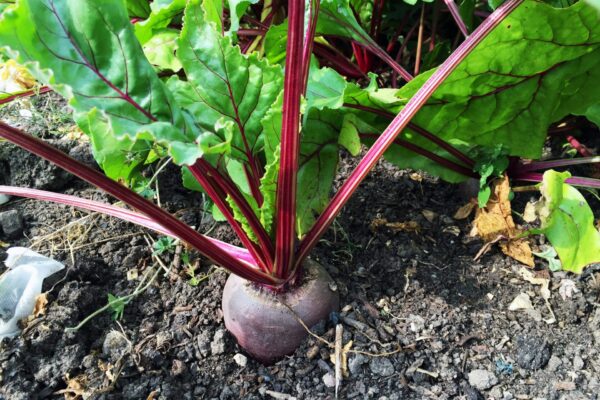 BEETROOTS SEEDS 5G - Image 2