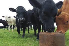MOLASSES BLOCK FOR ANIMALS - Image 2