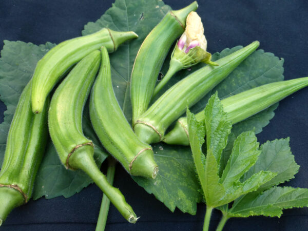 OKRA SEEDS 5G - Image 2
