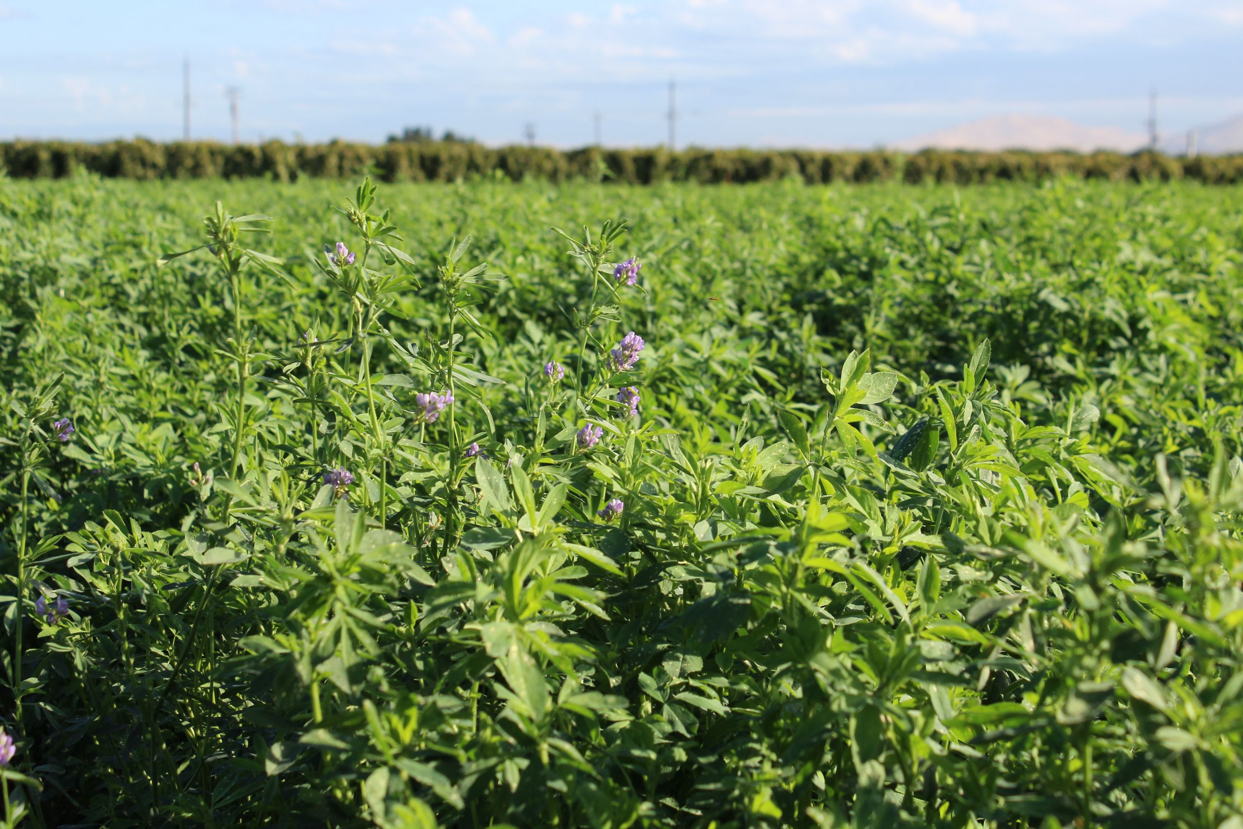 ALFALFA HAY SEED 200G - Image 2