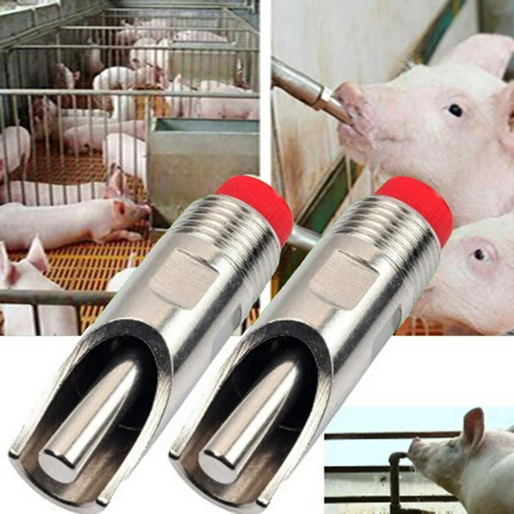 Pig nipples - Image 2