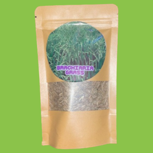 BRACHIARIA GRASS SEEDS 100G