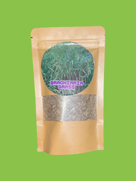 BRACHIARIA GRASS SEEDS 100G