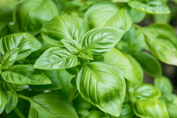 BASIL SEEDS 5G - Image 2