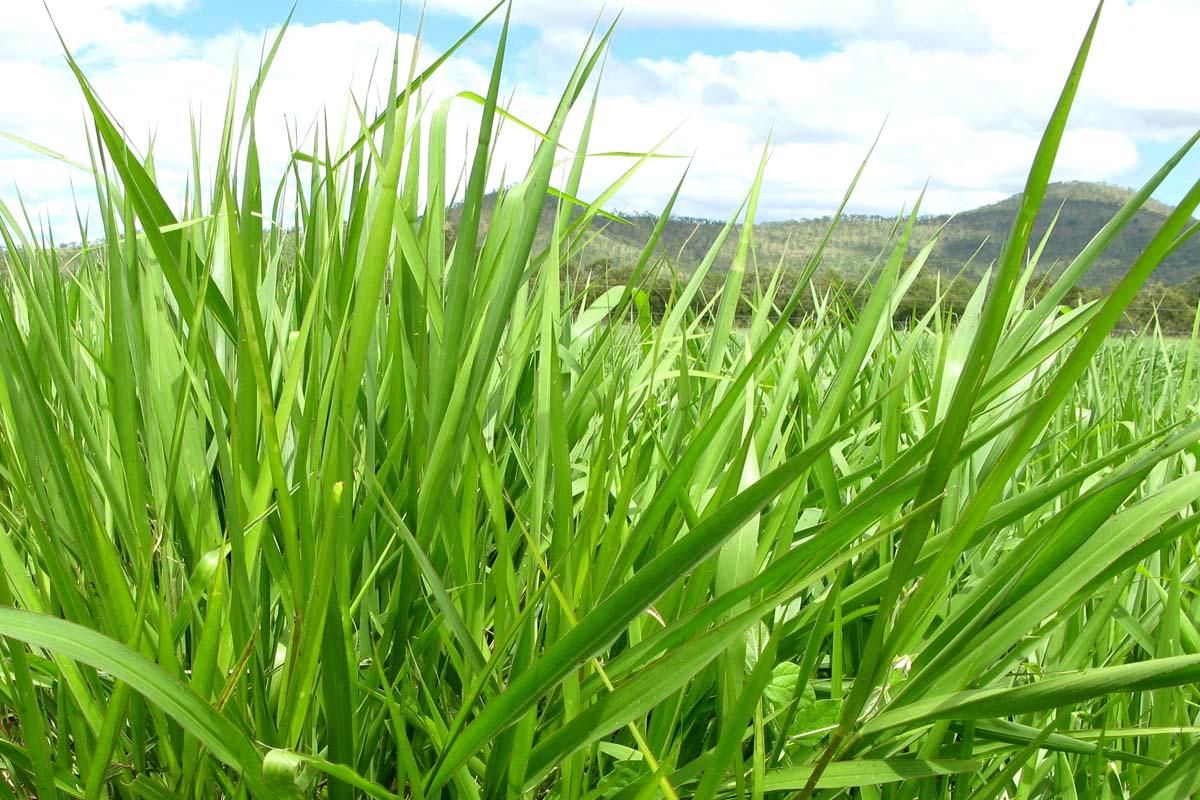 BRACHIARIA GRASS SEEDS 100G - Image 2
