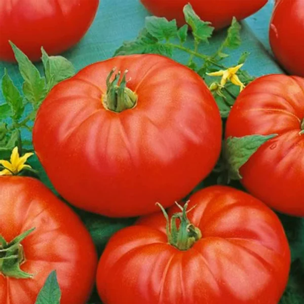 TOMATO SEED 5G - Image 2