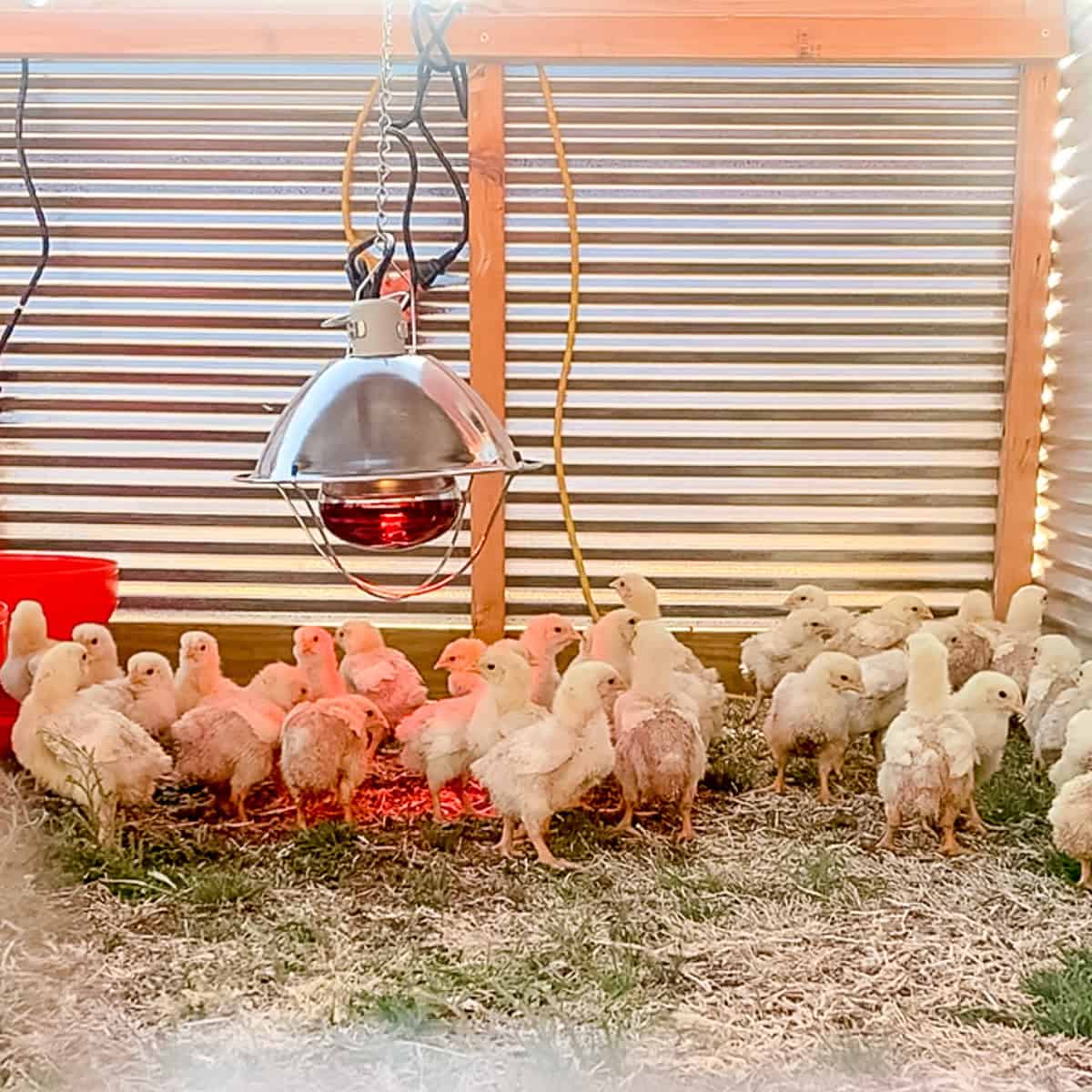INFRARED BROODING BULB FOR CHICKS - Image 3