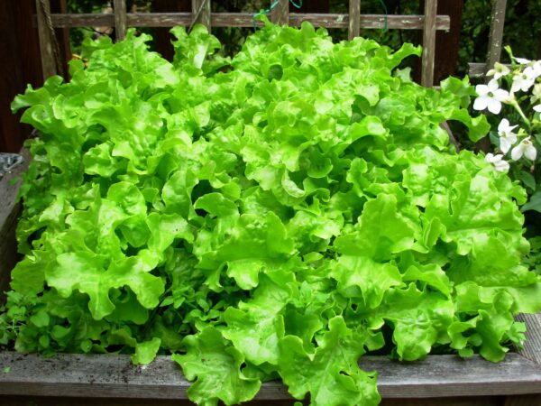 LETTUCE SEEDS 5G - Image 2