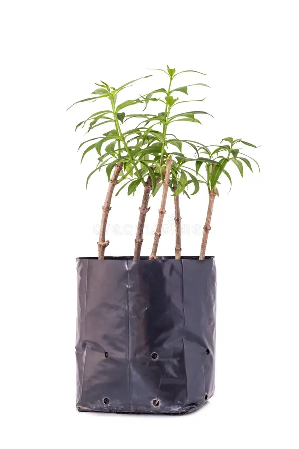 NURSERY BAG SIZE 9*14 - Image 2