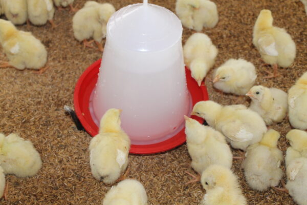 POULTRY DRINKER 11L - Image 2