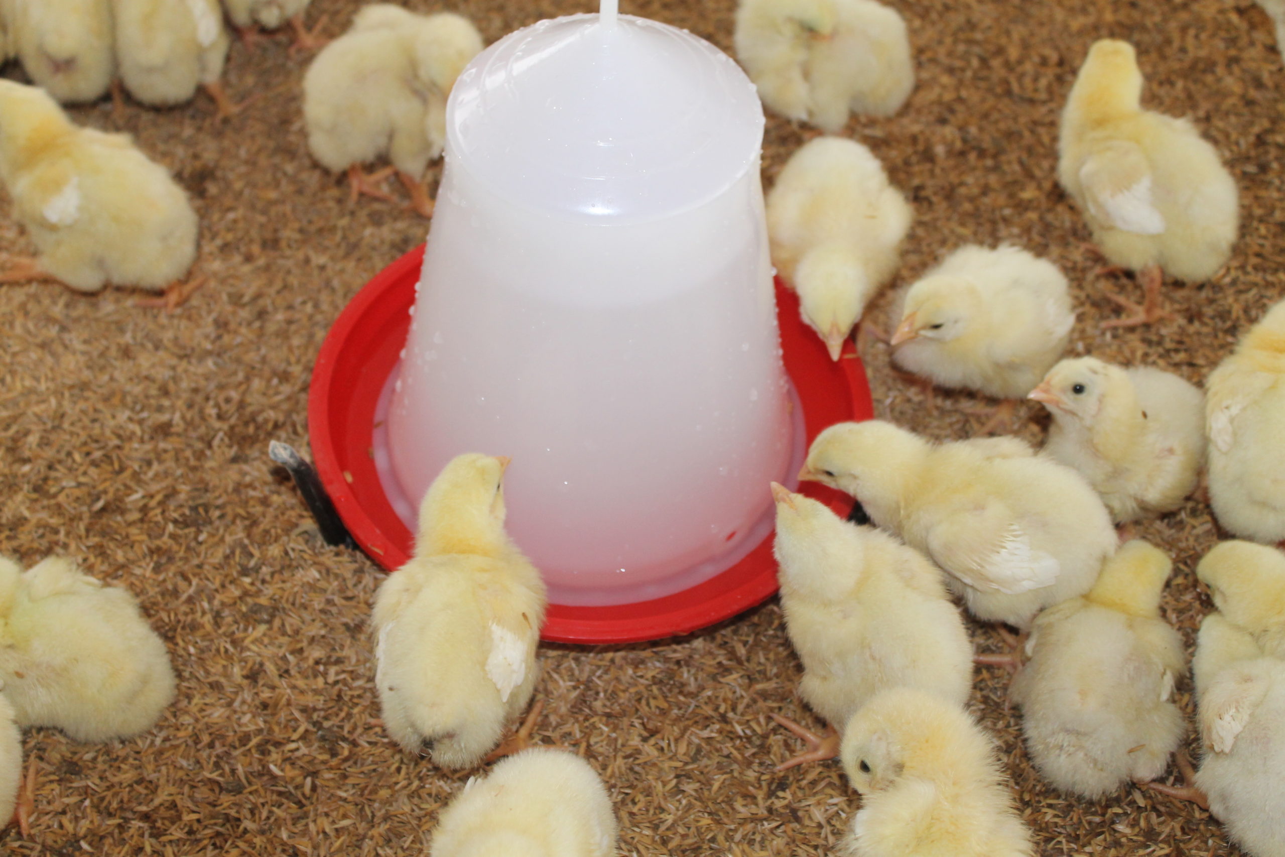 POULTRY DRINKER 11L - Image 2