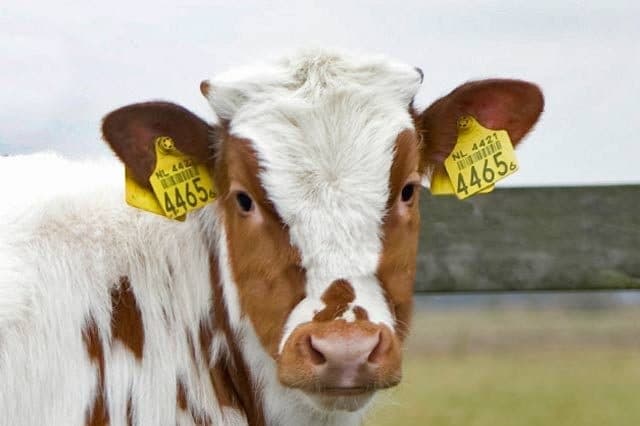 EAR TAG FOR LIVESTOCKS - Image 2