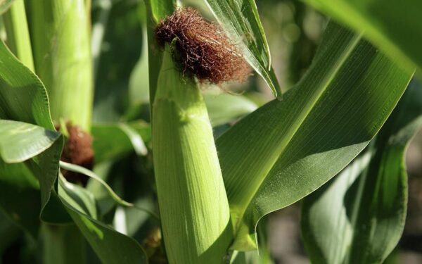 LAKE MAIZE 1KG - Image 4