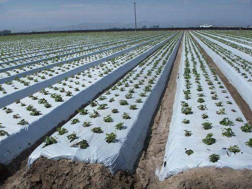 PLASTIC MULCH 1.2-500 METERS