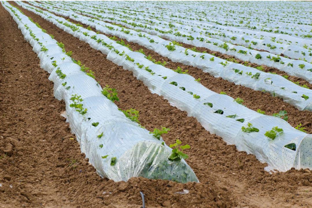 PLASTIC MULCH 1.2-500 METERS - Image 2