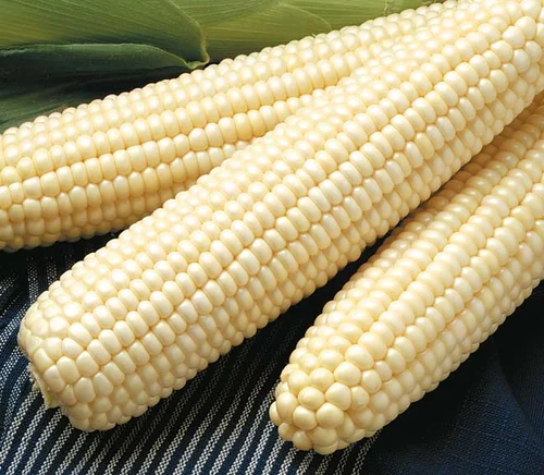 LAKE MAIZE 1KG - Image 3