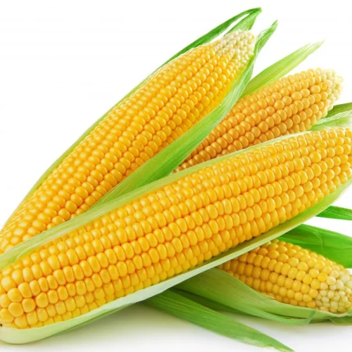 SUPREME YELLOW MAIZE HYBRID SEEDS 1KG - Image 4