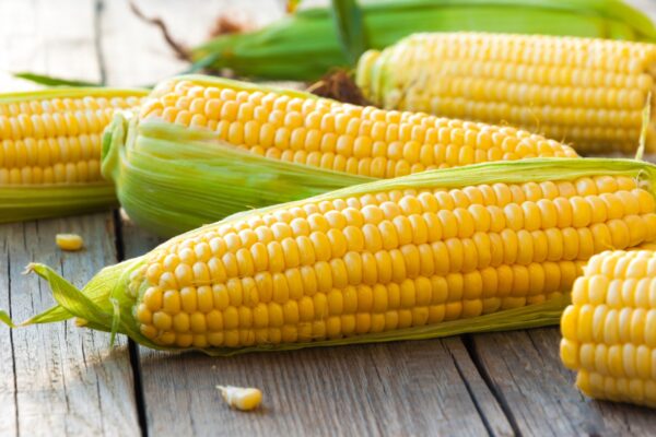 SWEET CORN SEEDS (GOLDEN BANTAM) - Image 2