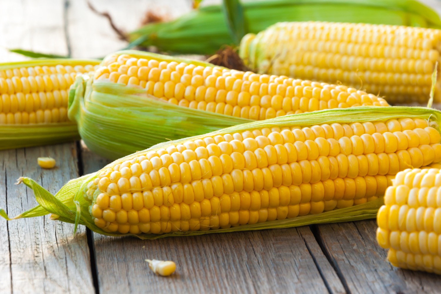 SWEET CORN SEEDS (GOLDEN BANTAM) - Image 2