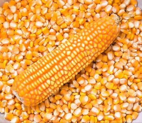 SUPREME YELLOW MAIZE HYBRID SEEDS 1KG - Image 3
