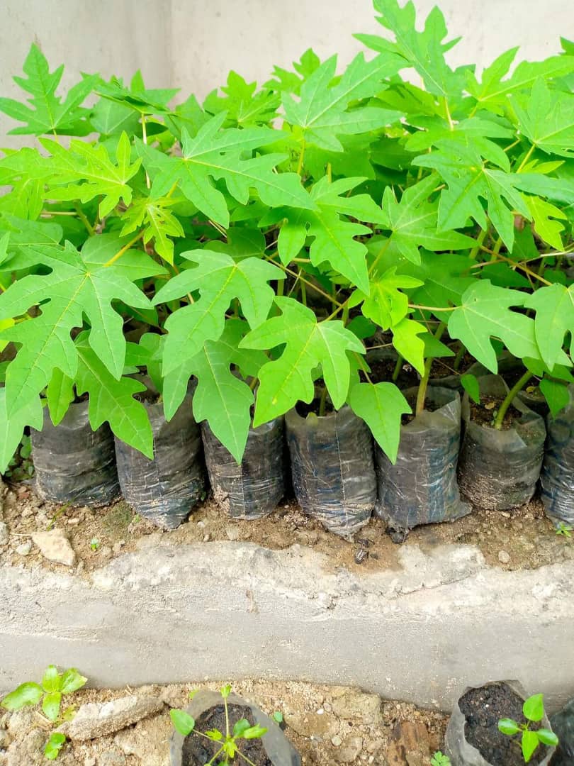 DWARF PAWPAW SEEDLINGS - Image 2