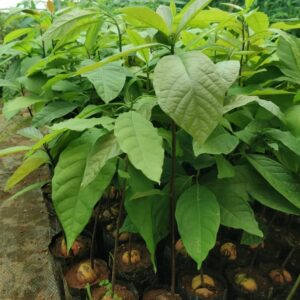 AVOCADO PEAR SEEDLING