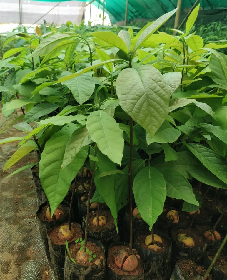 AVOCADO PEAR SEEDLING