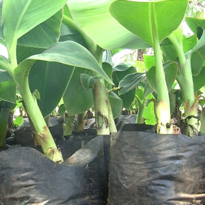 PLANTAIN SUCKERS