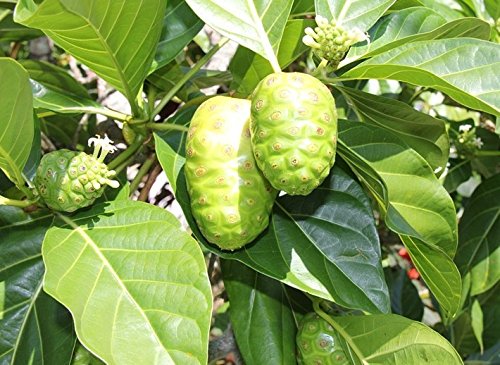 NONI SEEDLINGS - Image 2