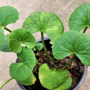 GOTU KOLA HERBS