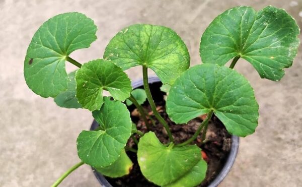 GOTU KOLA HERBS