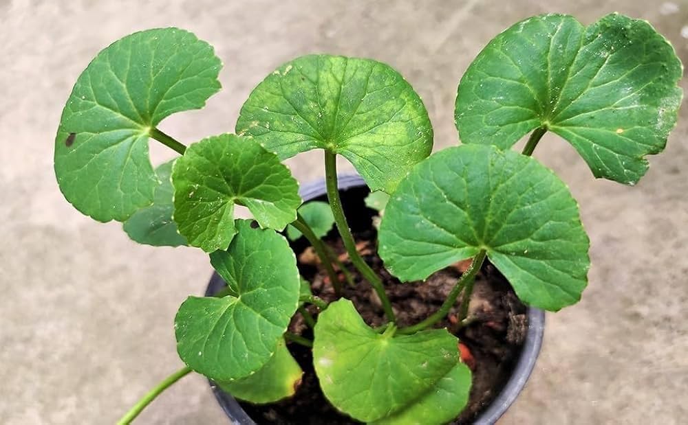 GOTU KOLA HERBS