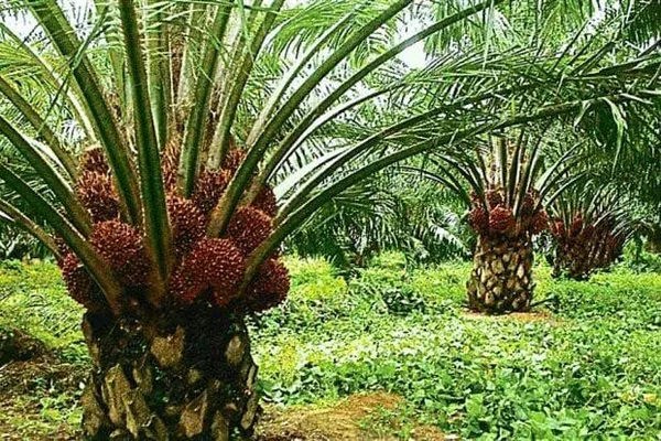HYBRID TENERA OIL PALM SEEDLINGS - Image 2