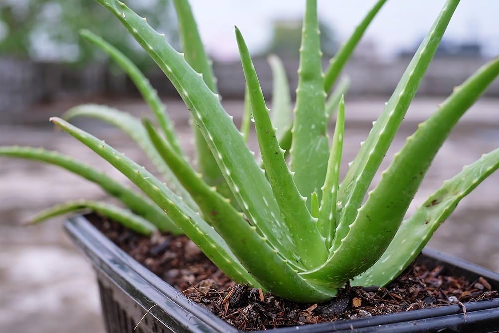 ALEO VERA SEEDLINGS - Image 2
