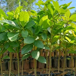 ALMOND SEEDLINGS