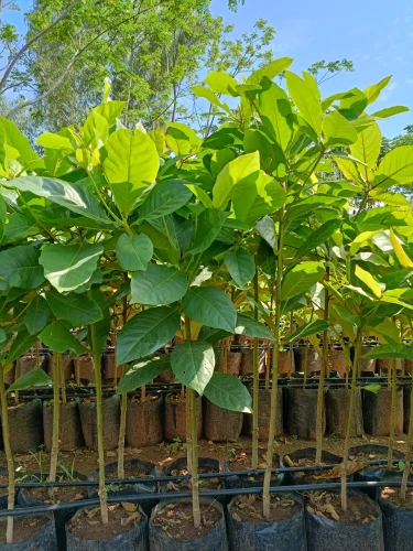 ALMOND SEEDLINGS