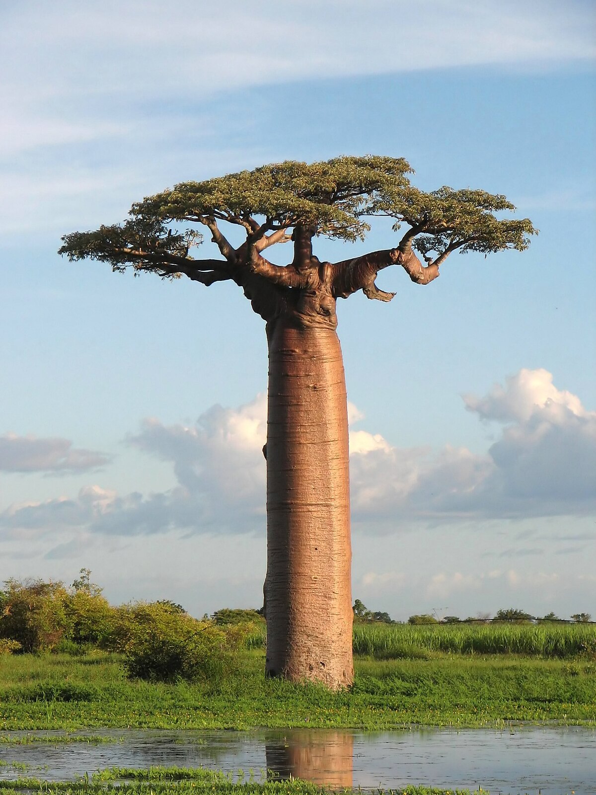 BAOBAB SEEDLING - Image 2