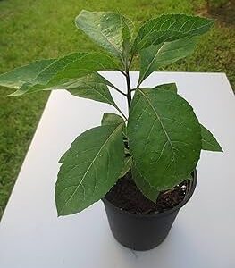 BITTER LEAF SEEDLING