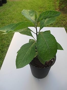 BITTER LEAF SEEDLING