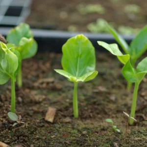 BAOBAB SEEDLING
