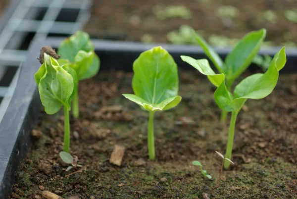 BAOBAB SEEDLING