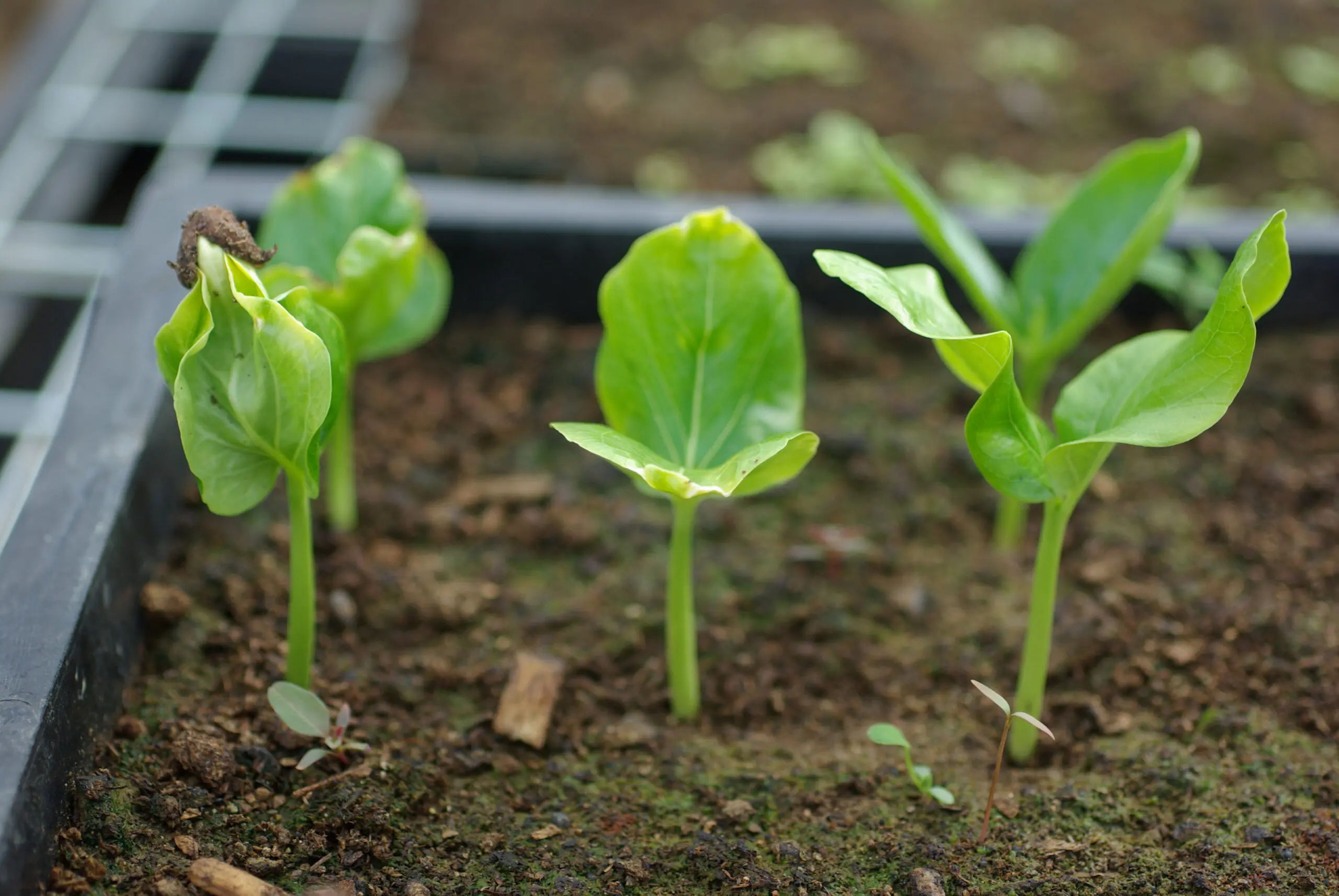 BAOBAB SEEDLING