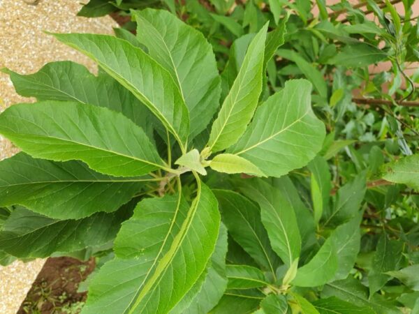 BITTER LEAF SEEDLING - Image 2