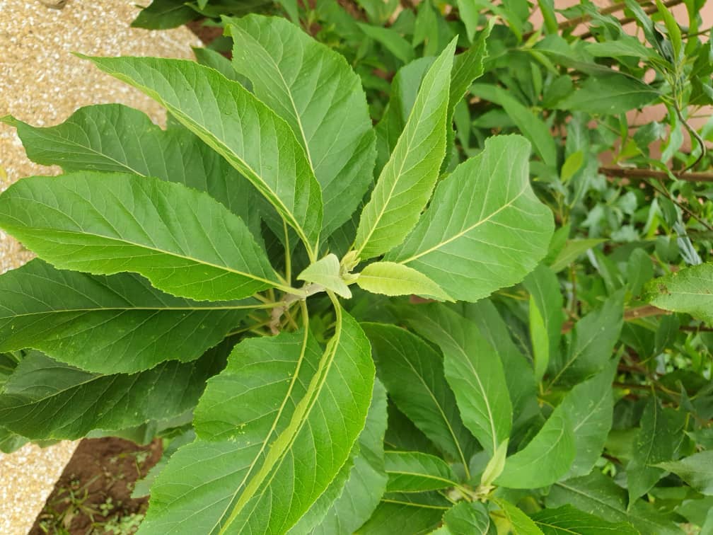 BITTER LEAF SEEDLING - Image 2