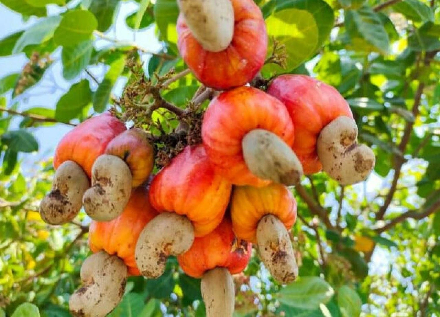BRAZILIAN CASHEW SEEDLING - Image 2