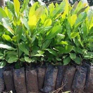 BRAZILIAN CASHEW SEEDLING