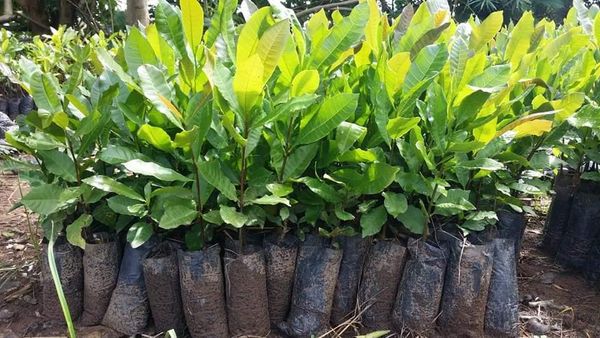 BRAZILIAN CASHEW SEEDLING