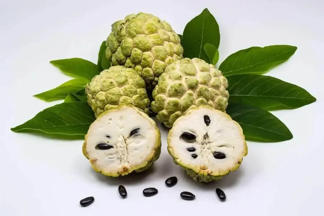 SUGAR APPLE SEEDLING - Image 2